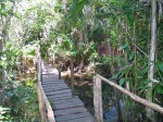 muyil_forest_path_1_l.jpg